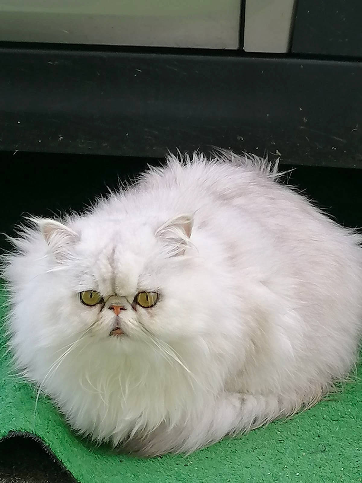 Lulu a rejoint le concours — aidez-le/la à gagner de superbes lots ! british_longhair, carnivore, cat, felidae, flowering_plant, fur, grass, persian, plant, small_to_medium_sized_cats, snout, tail, terrestrial_animal, whiskers