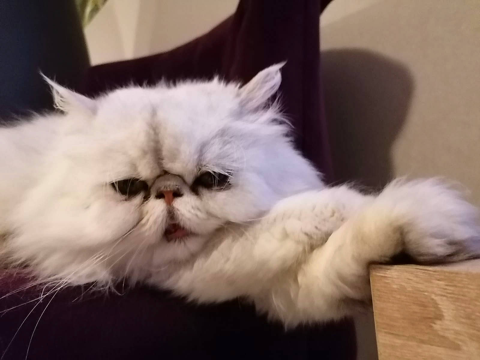 Lulu participe au concours pour gagner de l'argent avec cette photo : carnivore, cat, comfort, felidae, fur, natural_material, paw, persian, small_to_medium_sized_cats, snout, terrestrial_animal, whiskers