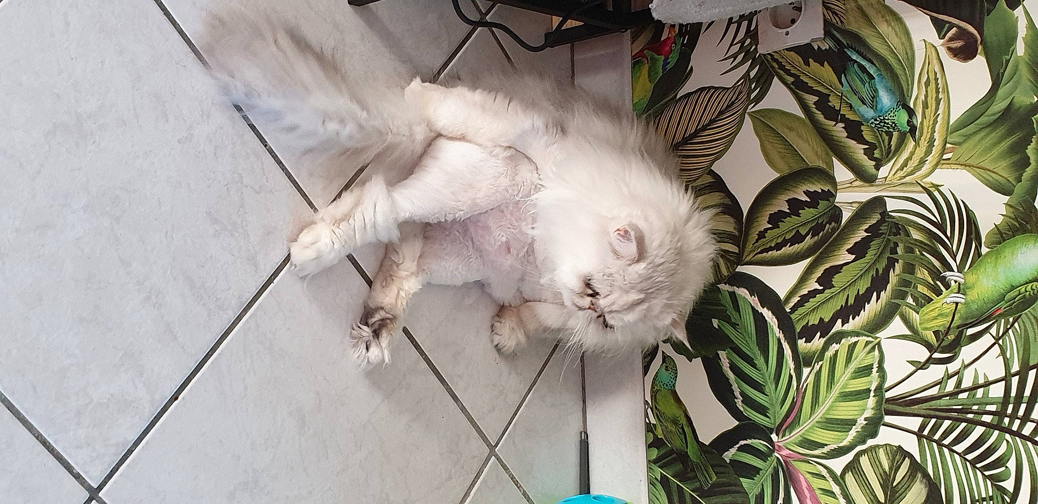 Lulu a rejoint le concours — aidez-le/la à gagner de superbes lots ! art, carnivore, cat, claw, domestic_short_haired_cat, fawn, felidae, flooring, fur, paw, plant, small_to_medium_sized_cats, tail, terrestrial_plant, whiskers, wood