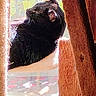 animal, black_cat, cat, cozy, daylight, feline, fur, home, indoor, perch, pet, profile, quiet, relaxed, resting, scratching_post, soft_light, sunlight, whiskers, window
