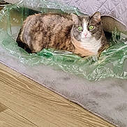 Dirt is registered to the contest to win money with this photo: cat, green_eyes, plastic_sheet, rug, wooden_floor, quilted_blanket, indoor, pet, feline, relaxed, alert, fur, whiskers, home, cozy, curious, animal, domestic, resting, floor