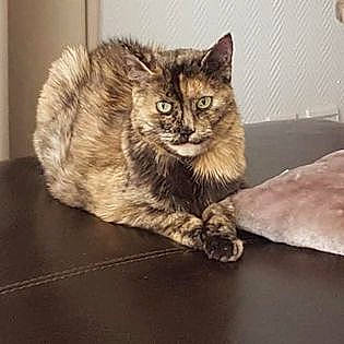 Luna participe au concours pour gagner de l'argent avec cette photo : carnivore, cat, claw, comfort, domestic_short_haired_cat, eye, fawn, felidae, flooring, fur, iris, paw, sitting, small_to_medium_sized_cats, snout, tail, terrestrial_animal, whiskers, window, wood