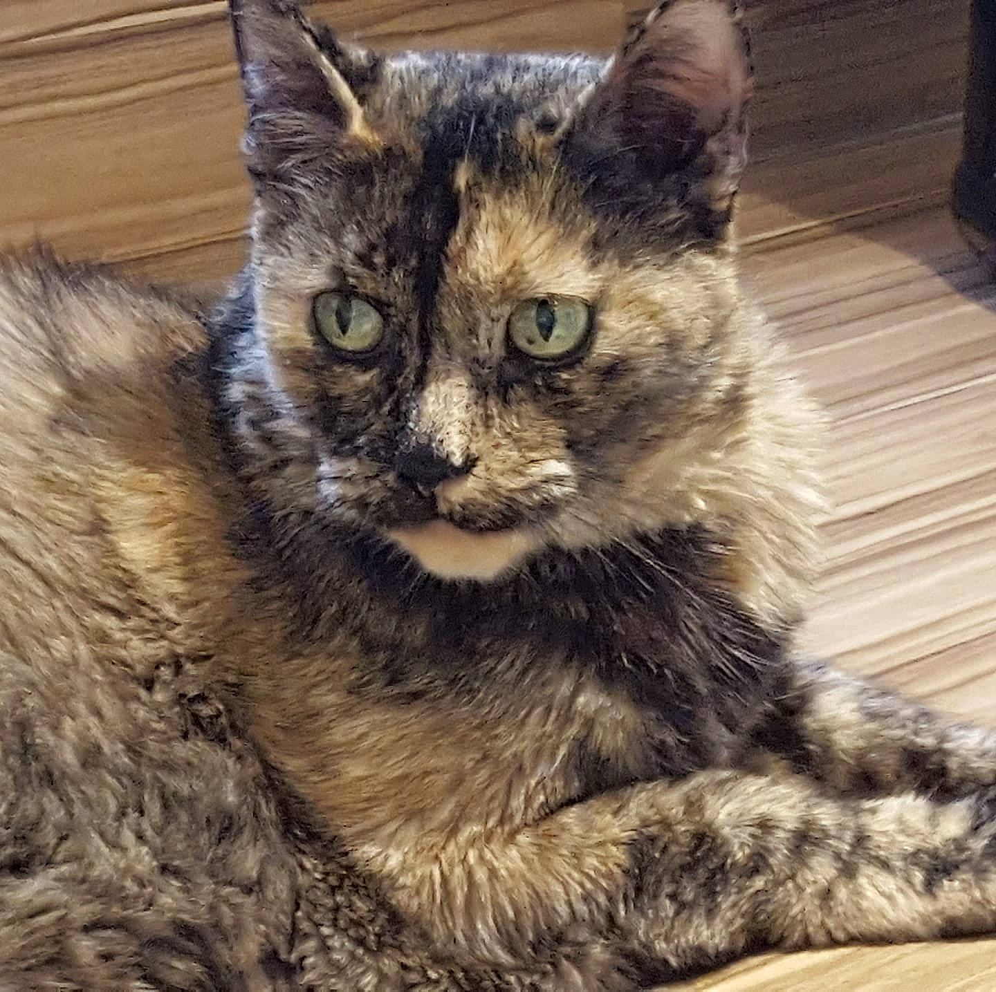 Luna a rejoint le concours — aidez-le/la à gagner de superbes lots ! carnivore, cat, claw, domestic_short_haired_cat, felidae, fur, paw, sitting, small_to_medium_sized_cats, snout, tail, terrestrial_animal, tree, whiskers, wildlife