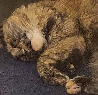 Luna a rejoint le concours — aidez-le/la à gagner de superbes lots ! carnivore, cat, claw, comfort, domestic_short_haired_cat, felidae, fur, nap, paw, sleep, small_to_medium_sized_cats, tail, terrestrial_animal, whiskers