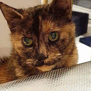 Luna a rejoint le concours — aidez-le/la à gagner de superbes lots ! box, carnivore, cat, cat_supply, domestic_short_haired_cat, felidae, fur, paw, small_to_medium_sized_cats, snout, table, terrestrial_animal, whiskers, window