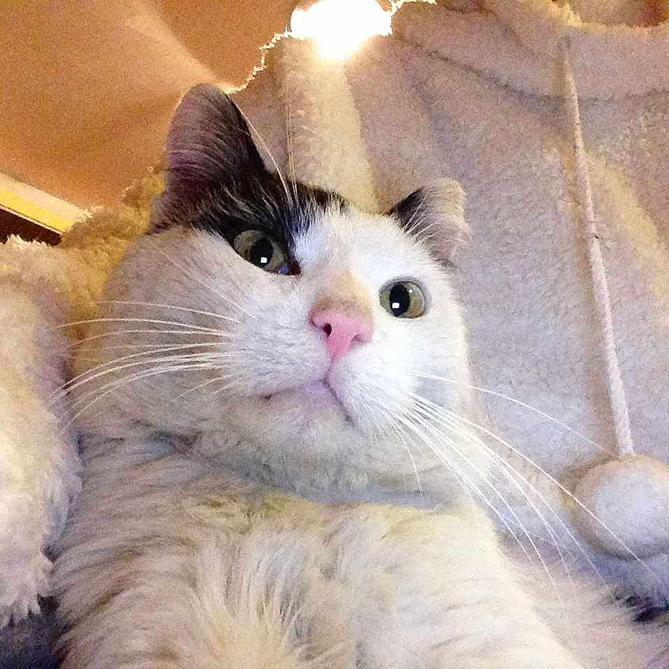 Loulou