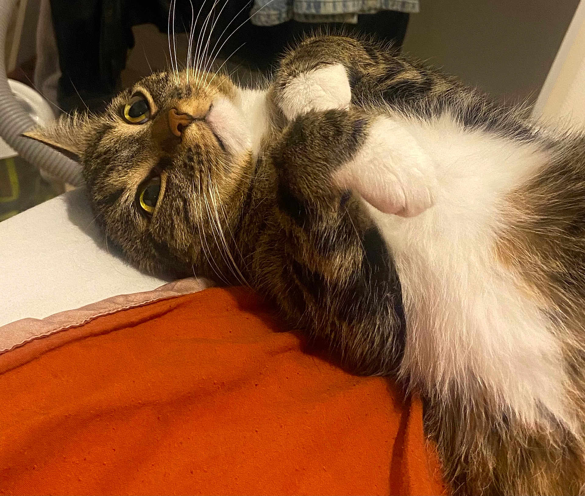 Luffy a rejoint le concours — aidez-le/la à gagner de superbes lots ! cat, tabby, pet, animal, fur, whiskers, paws, lying_down, indoor, blanket, orange, white_fur, curious, closeup, cozy, relaxed, cute, eyes, soft_light, resting