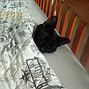 Spooky joined the competition — help win amazing prizes! bed, black_cat, blanket, cat, cozy, domestic, ear, furniture, headboard, indoor, mattress, nap, peaceful, pet, portrait, quilt, resting, sleep, sleeping, whiskers