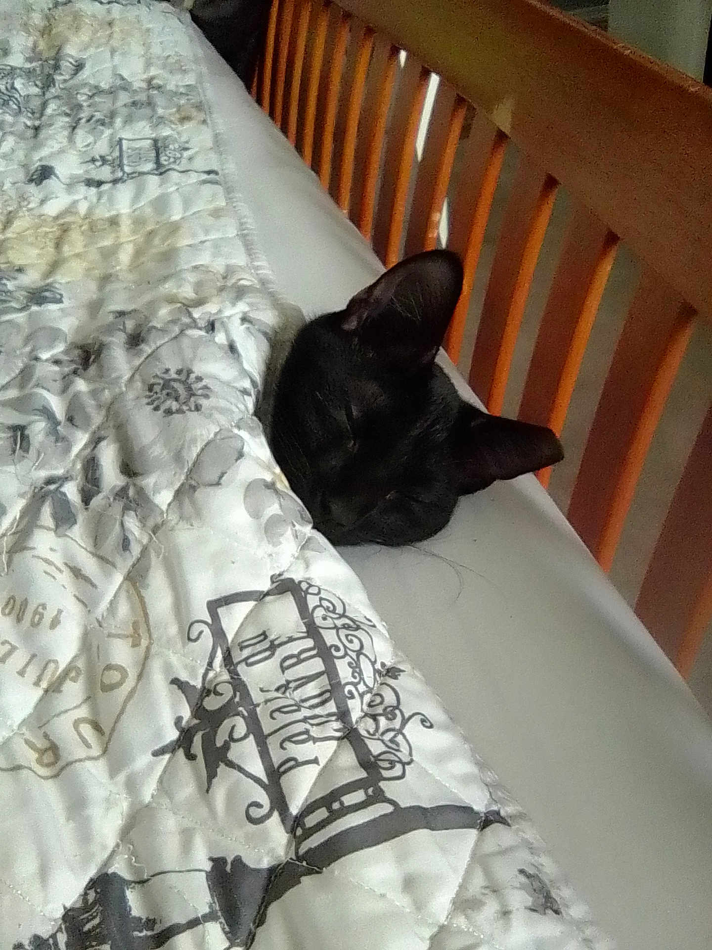 Spooky joined the competition — help win amazing prizes! bed, black_cat, blanket, cat, cozy, domestic, ear, furniture, headboard, indoor, mattress, nap, peaceful, pet, portrait, quilt, resting, sleep, sleeping, whiskers