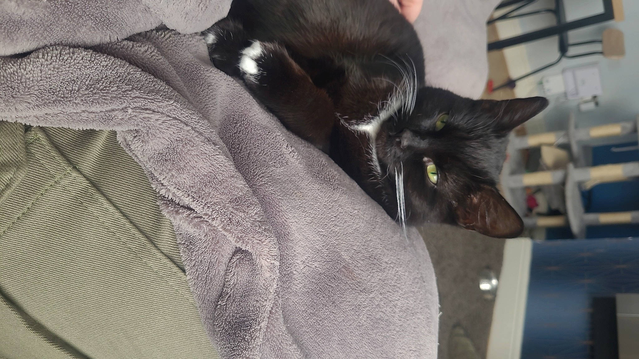 Merryn is registered to the contest to win money with this photo: black_cat, bombay, carnivore, cat, claw, comfort, domestic_short_haired_cat, ear, felidae, fur, grey, havana_brown, pattern, small_to_medium_sized_cats, snout, tail, whiskers