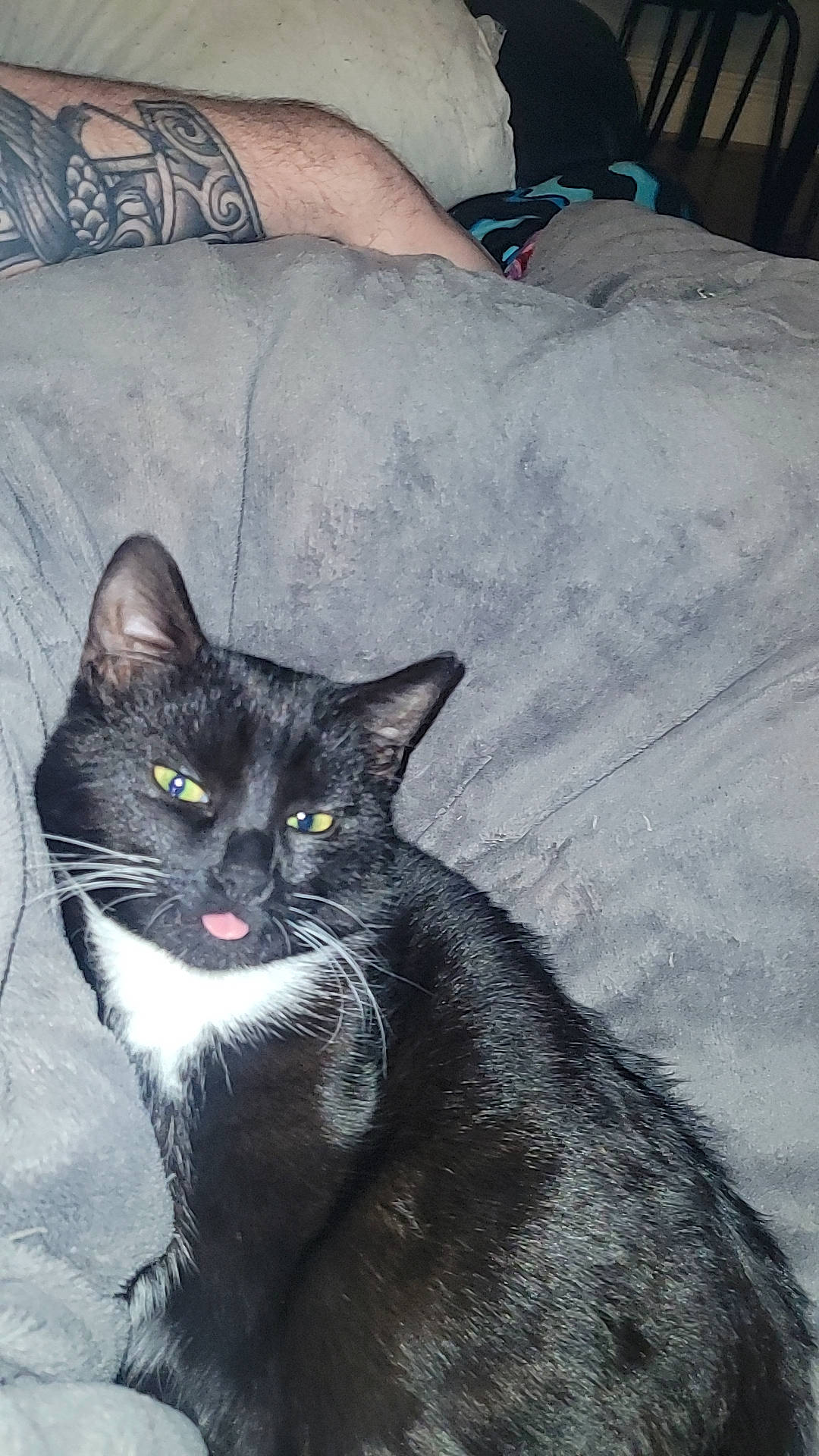 Merryn joined the competition — help win amazing prizes! black_cat, carnivore, cat, comfort, couch, domestic_short_haired_cat, eye, felidae, fur, grey, linens, monochrome_photography, sitting, small_to_medium_sized_cats, snout, tail, terrestrial_animal, whiskers, window