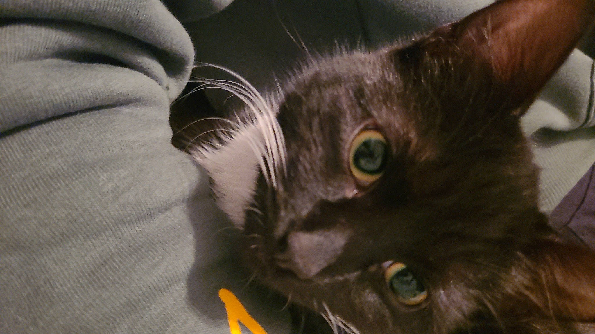 Merryn is registered to the contest to win money with this photo: black_cat, carnivore, cat, chartreux, claw, comfort, domestic_short_haired_cat, ear, felidae, fur, gesture, grey, havana_brown, paw, sleeve, small_to_medium_sized_cats, snout, tail, tonkinese, whiskers