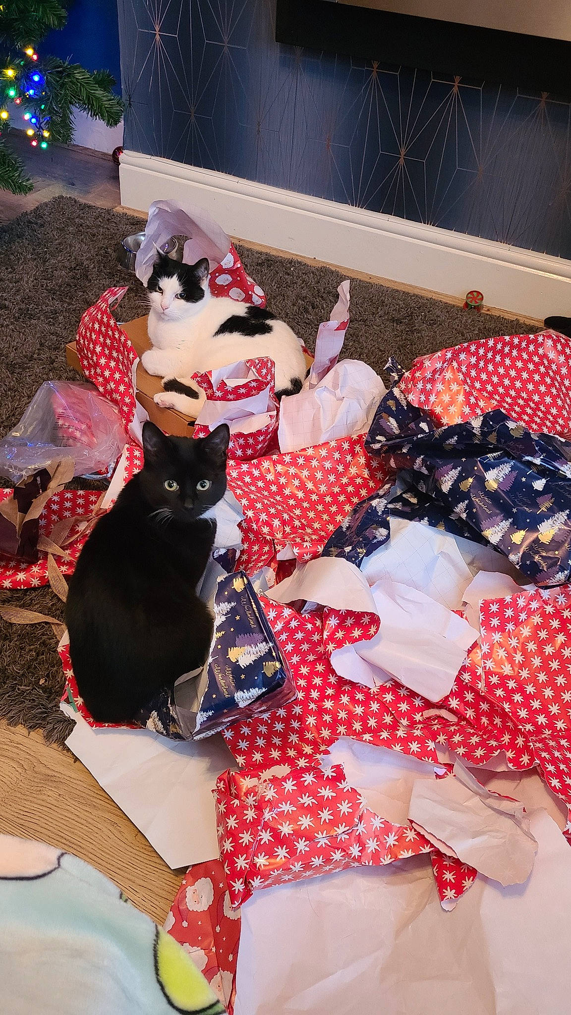 Merryn is registered to the contest to win money with this photo: bombay, carmine, carnivore, cat, comfort, event, felidae, fur, holiday, interior_design, lap, linens, magenta, pattern, pink, plant, red, small_to_medium_sized_cats, textile, whiskers
