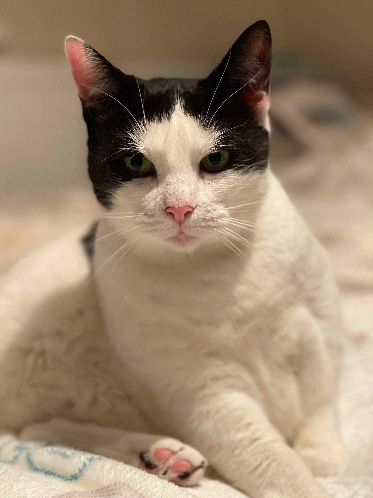 Moxy joined the competition — help win amazing prizes! carnivore, cat, domestic_short_haired_cat, felidae, foot, fur, monochrome_photography, sitting, small_to_medium_sized_cats, snout, whiskers