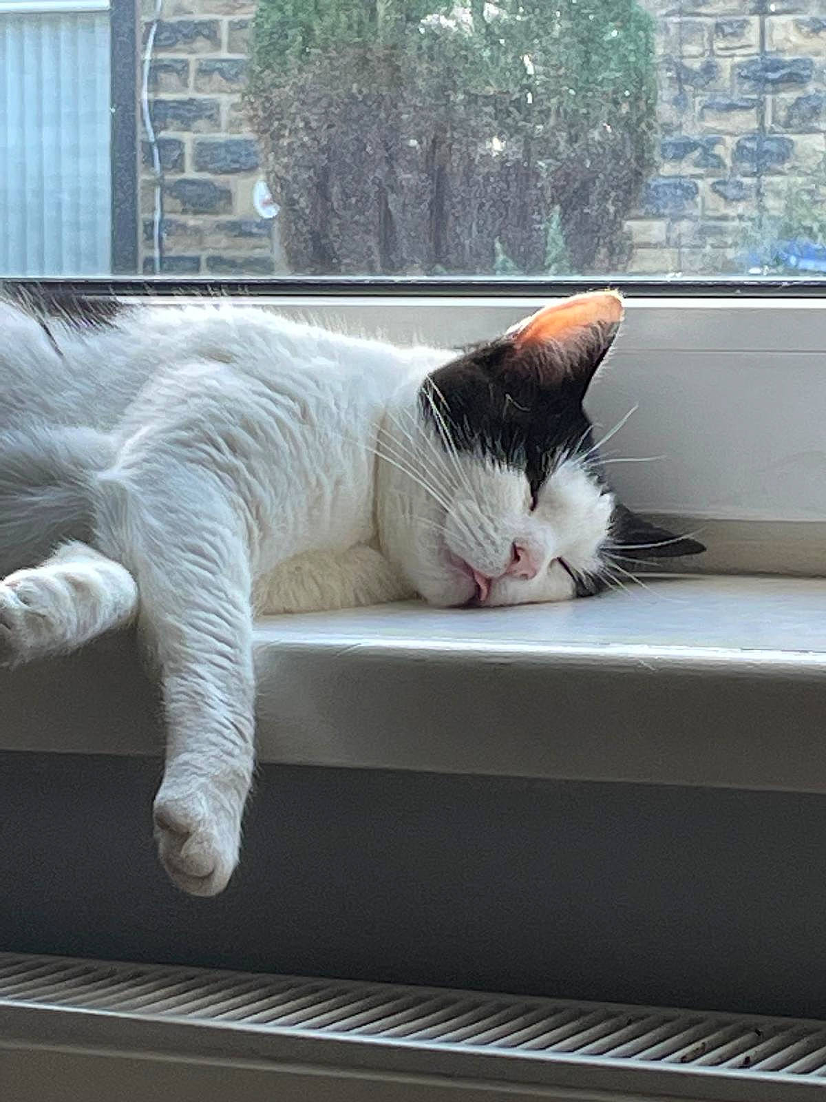 Moxy joined the competition — help win amazing prizes! auto_part, automotive_exterior, automotive_window_part, carnivore, cat, claw, comfort, domestic_short_haired_cat, felidae, fixture, fur, grey, paw, plant, small_to_medium_sized_cats, snout, tail, whiskers, window, windshield