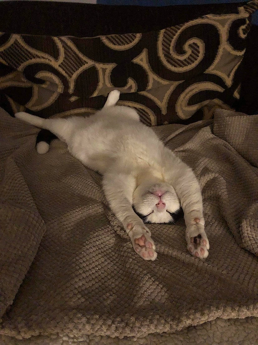 Moxy is registered to the contest to win money with this photo: bedding, carnivore, cat, claw, comfort, domestic_short_haired_cat, fawn, felidae, flooring, fur, linens, nap, paw, room, small_to_medium_sized_cats, snout, tail, textile, whiskers, wood