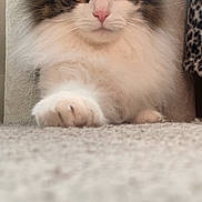 Diego is registered to the contest to win money with this photo: cat, fluffy, carpet, indoor, pet, feline, scratching_post, leopard_print, curious, relaxed, close_up, whiskers, pink_nose, yellow_eyes, portrait, animal, domestic, cozy, soft_lighting, sitting