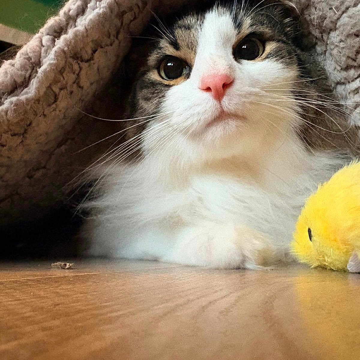 Diego