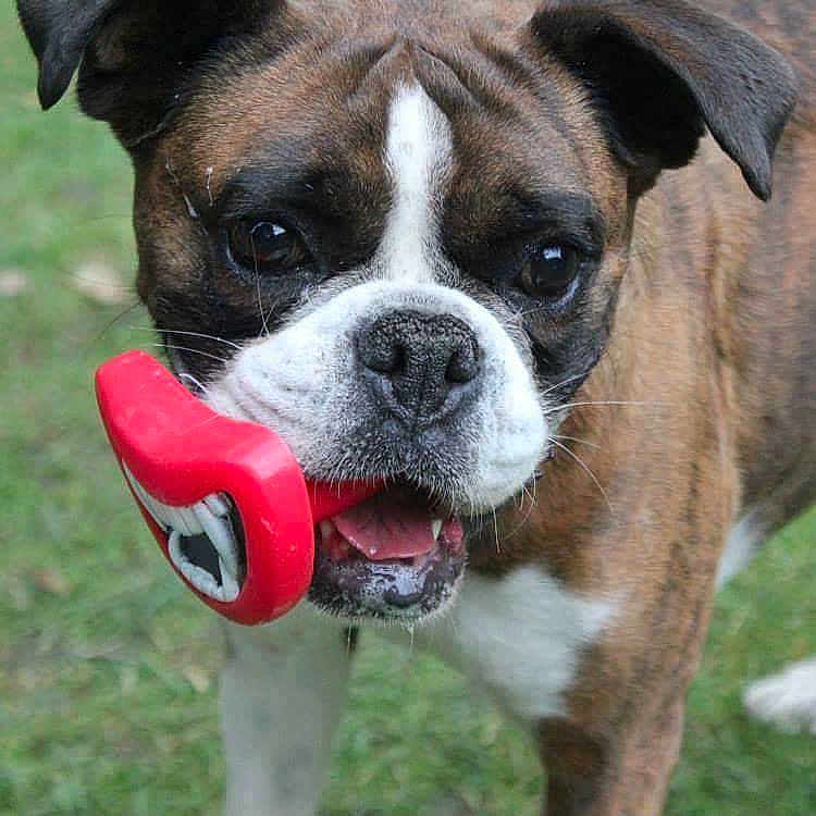 Pippa