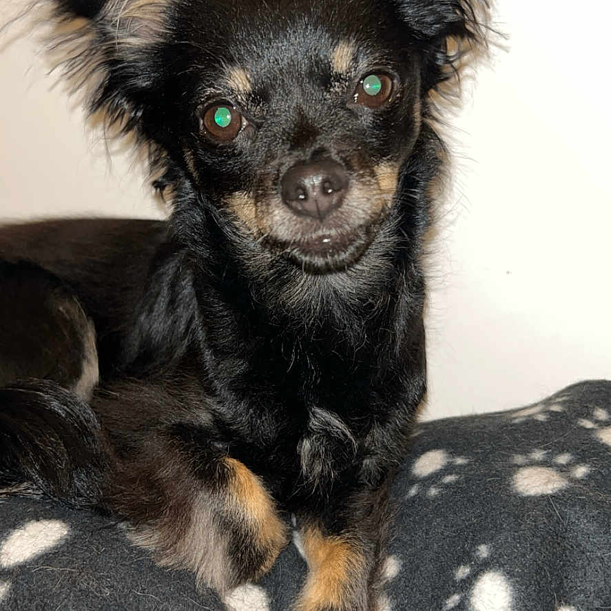 Nicky-Nikita a rejoint le concours — aidez-le/la à gagner de superbes lots ! animal, black_dog, blanket, canine, companion, cute, dog, ears, eyes, face, fur, indoor, laying_down, nose, paw_prints, pet, portrait, resting, small_dog, tan_markings