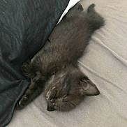 Rosa participe au concours pour gagner de l'argent avec cette photo : kitten, black_cat, sleeping, bed, pillow, indoor, nap, cozy, fur, pet, animal, cute, relaxed, resting, soft, small, feline, domestic_cat, mammal, whiskers