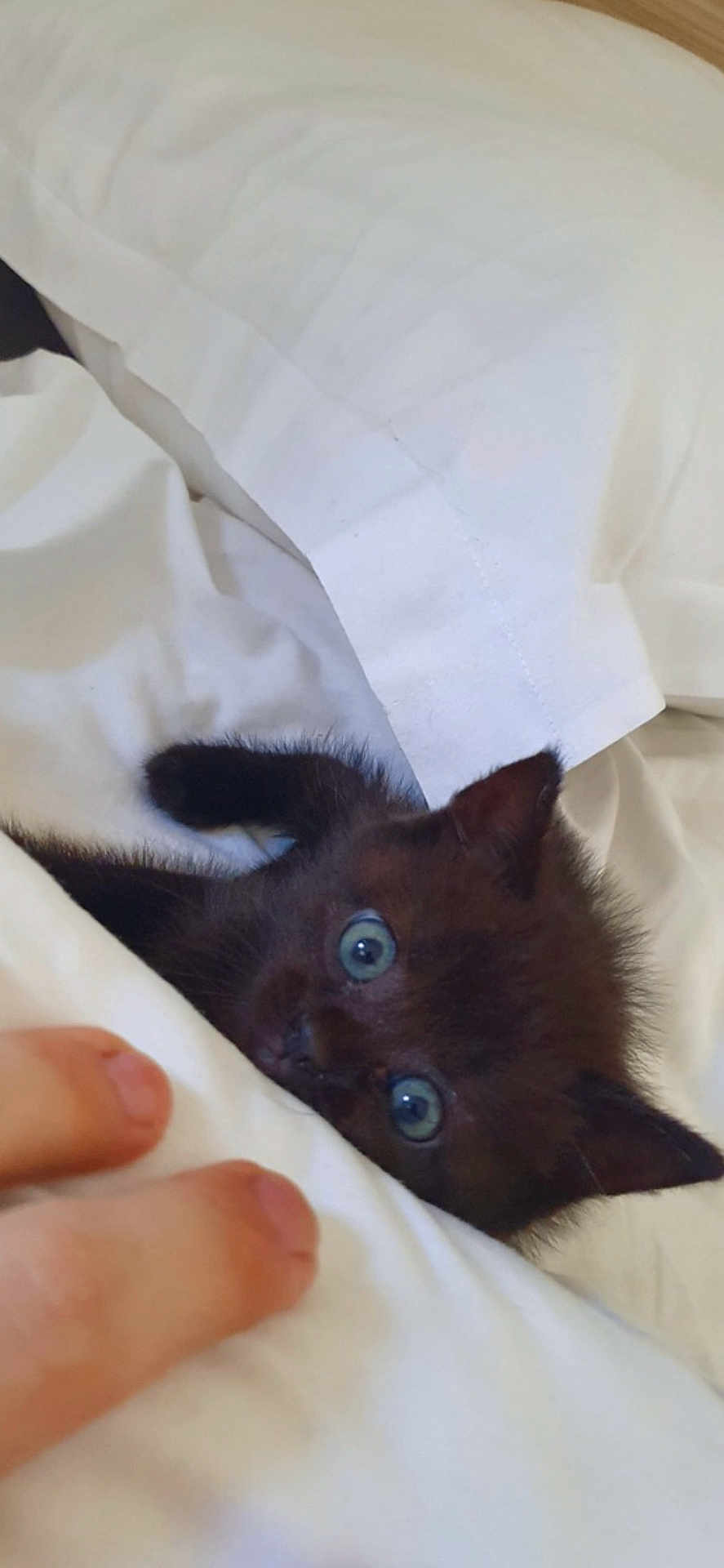 Rosa a rejoint le concours — aidez-le/la à gagner de superbes lots ! kitten, black_cat, blue_eyes, blanket, bed, white_bedding, cozy, cute, pet, animal, feline, small, fur, indoor, resting, curious, human_hand, toes, soft, playful