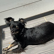 Nicky-Nikita a rejoint le concours — aidez-le/la à gagner de superbes lots ! dog, small_dog, black_dog, pet, animal, sunlight, tile_floor, ears, fur, alert, laying_down, resting, domestic_animal, indoor, shadow, quiet, relaxed, companion, cute, canine