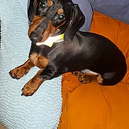 Cosmot participe au concours pour gagner de l'argent avec cette photo : dog, dachshund, puppy, pet, animal, black, brown, blanket, cushion, indoor, curious, looking_up, fur, paw, ears, collar, cute, small_dog, resting, cozy