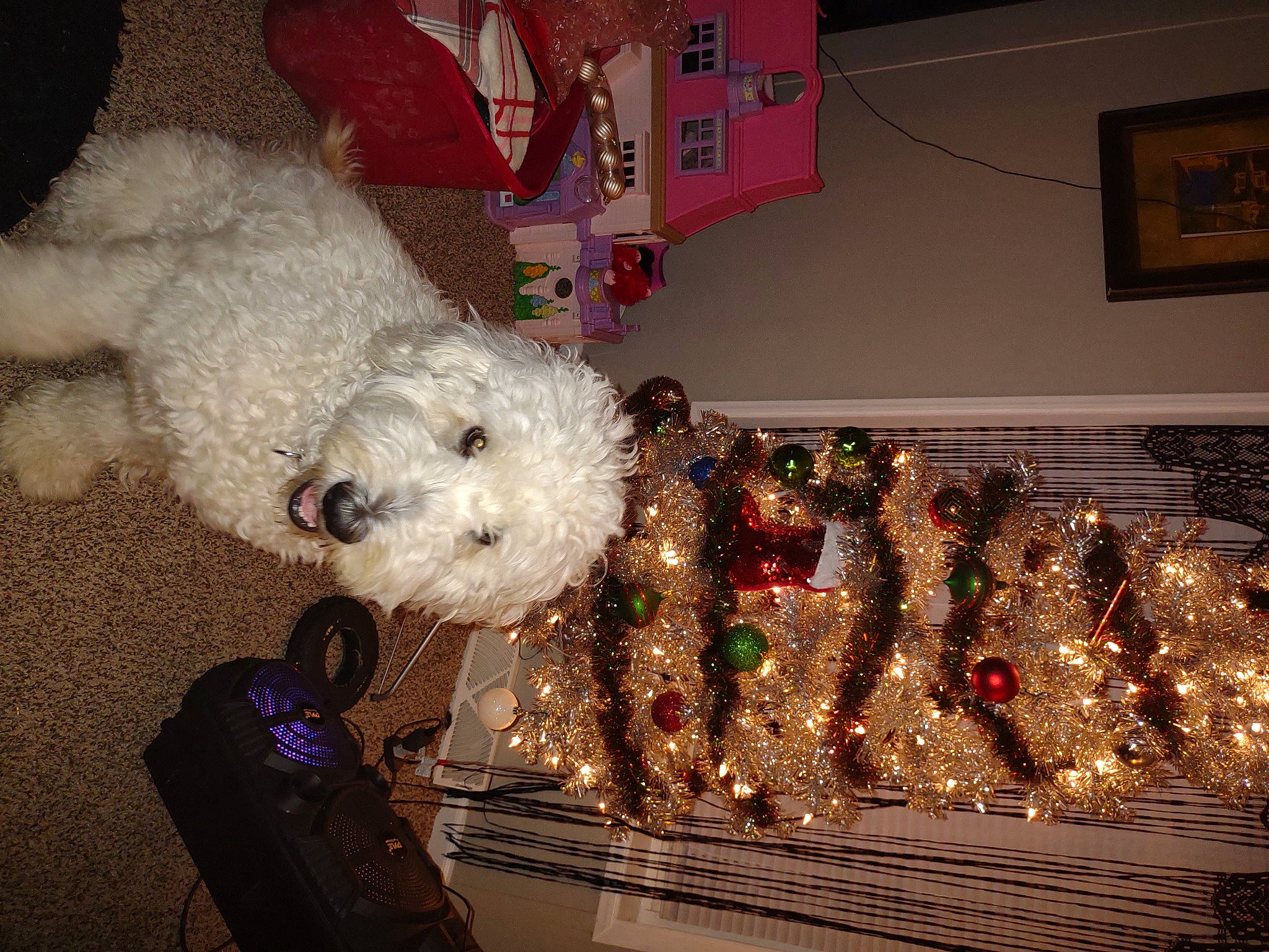 Opal joined the competition — help win amazing prizes! christmas_decoration, christmas_eve, christmas_ornament, christmas_tree, companion_dog, decoration, dog, dog_breed, dog_supply, event, fur, holiday, holiday_ornament, labradoodle, ornament, picture_frame, poodle, toy, toy_dog, winter