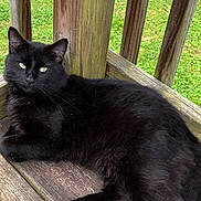 Bendy joined the competition — help win amazing prizes! black_cat, cat, pet, animal, wooden_deck, wooden_railings, green_grass, outdoor, relaxed, feline, fur, whiskers, paw, nature, daylight, resting, calm, portrait, domestic_animal, looking