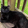 black_cat, cat, pet, animal, wooden_deck, wooden_railings, green_grass, outdoor, relaxed, feline, fur, whiskers, paw, nature, daylight, resting, calm, portrait, domestic_animal, looking