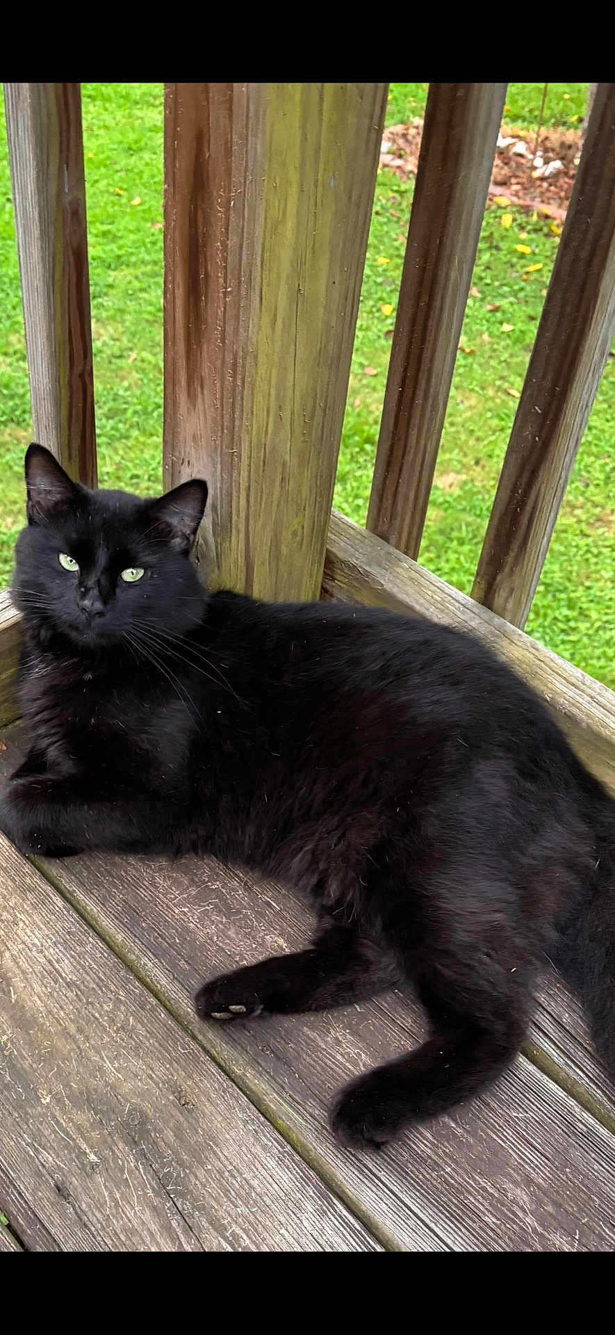 Bendy joined the competition — help win amazing prizes! black_cat, cat, pet, animal, wooden_deck, wooden_railings, green_grass, outdoor, relaxed, feline, fur, whiskers, paw, nature, daylight, resting, calm, portrait, domestic_animal, looking