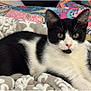 animal, black_and_white, blanket, cat, companion, cozy, cute, cute_pet, domestic, ears, feline, fur, indoor, nose, pet, quilt, relaxed, resting, sleeping_area, whiskers