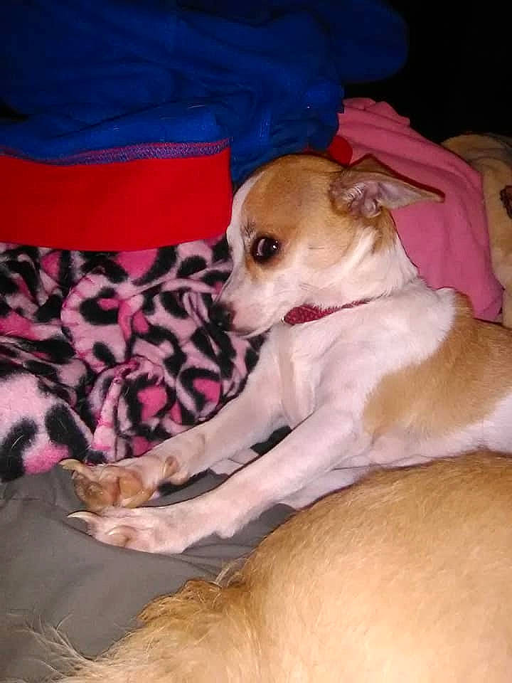 Nugget is registered to the contest to win money with this photo: canidae, carnivore, chihuahua, companion_dog, corgi_chihuahua, dog, dog_breed, fawn, feist, mammal, miniature_fox_terrier, puppy, puppy_love, snout, toy_dog, treeing_feist, vertebrate