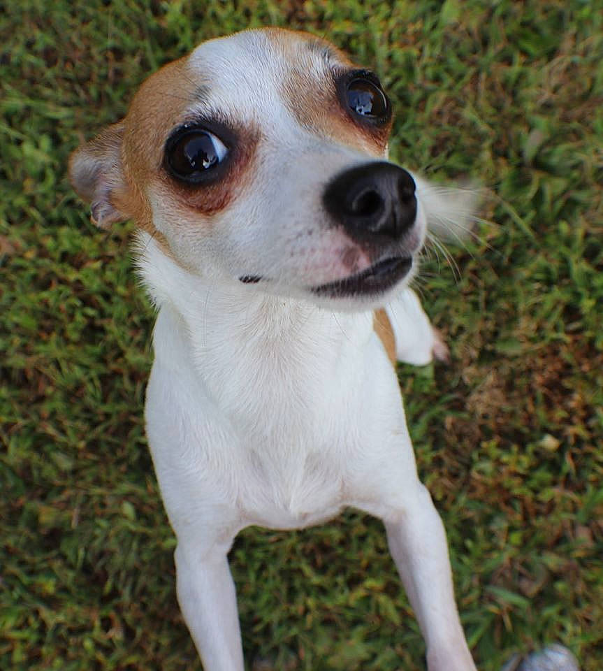 Nugget joined the competition — help win amazing prizes! canidae, carnivore, companion_dog, danish_swedish_farmdog, dog, dog_breed, feist, irishjacks, mammal, miniature_fox_terrier, parson_russell_terrier, rare_breed_dog, rat_terrier, russell_terrier, snout, sporting_group, teddy_roosevelt_terrier, tenterfield_terrier, treeing_feist, vertebrate