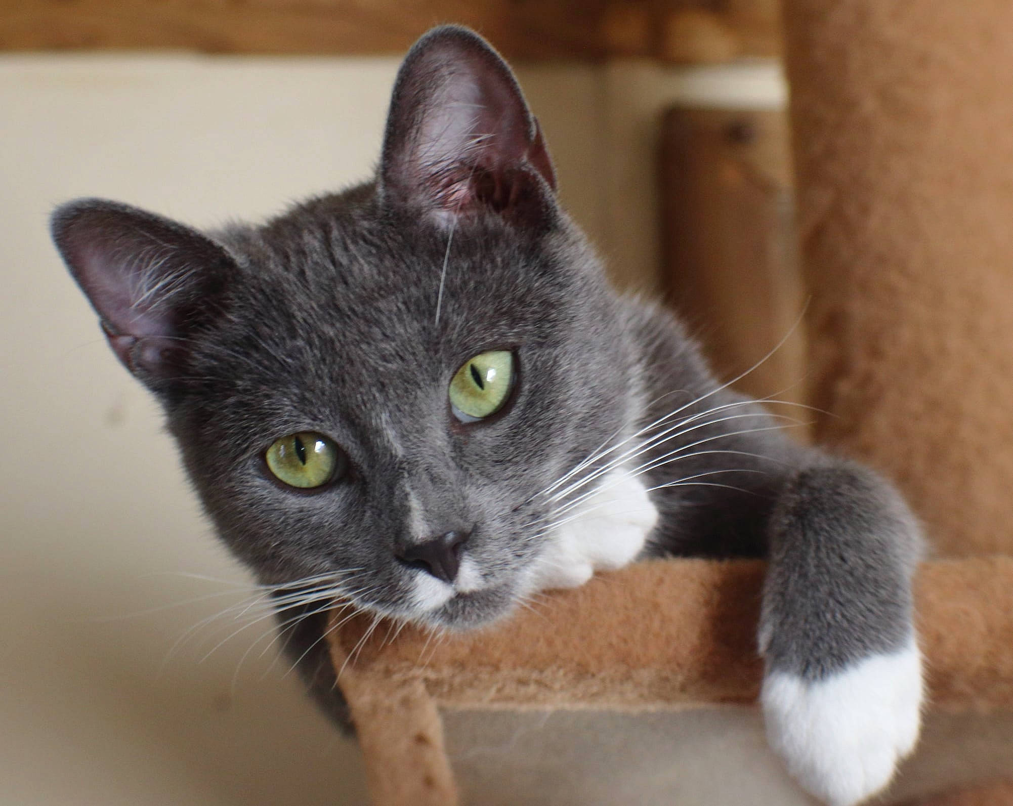 Albedo joined the competition — help win amazing prizes! carnivore, cat, cat_furniture, cat_supply, claw, domestic_short_haired_cat, eye, felidae, fur, grey, head, human_body, paw, russian_blue, small_to_medium_sized_cats, snout, tail, terrestrial_animal, whiskers