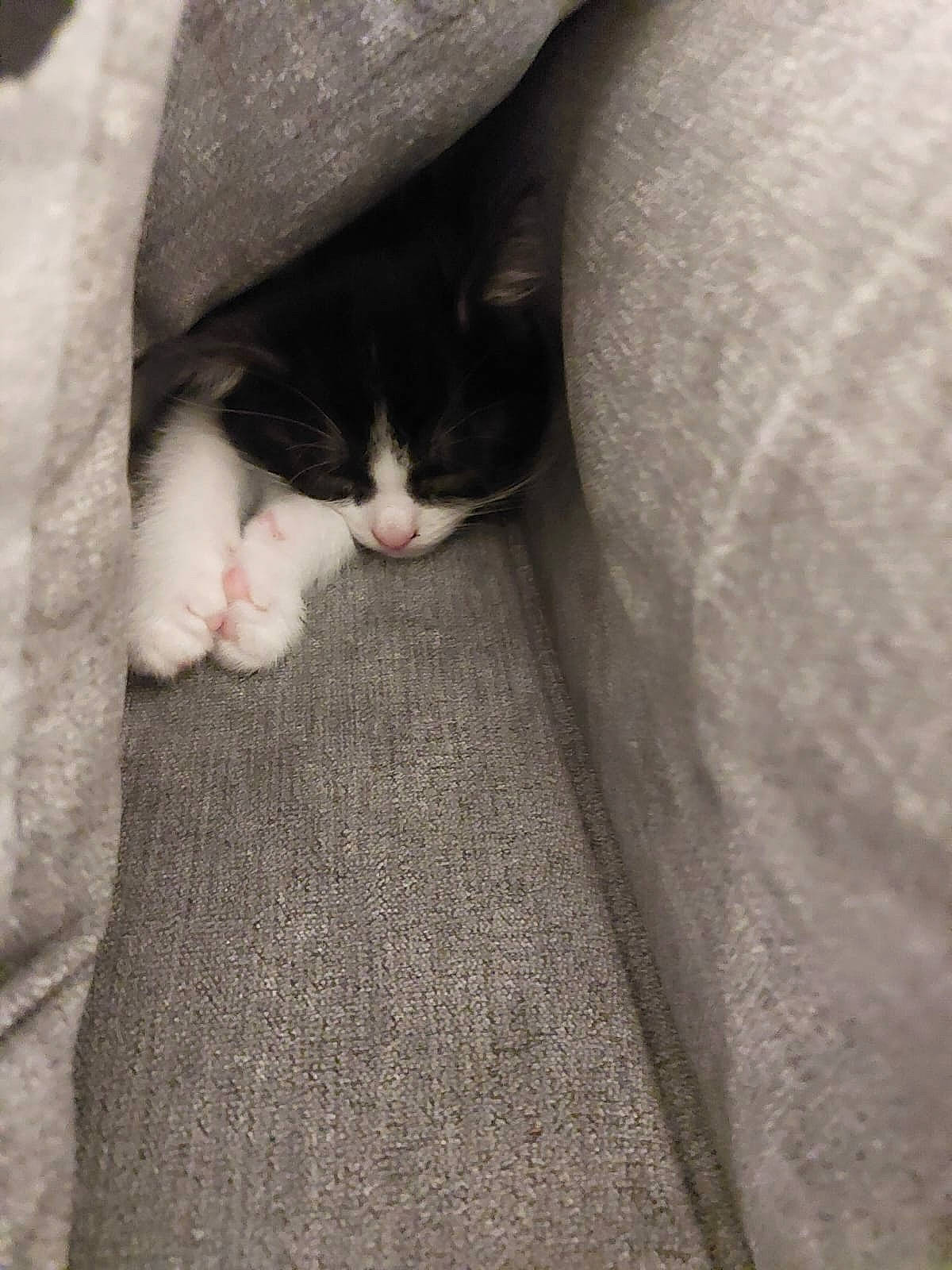 Olly joined the competition — help win amazing prizes! canidae, carnivore, cat, comfort, domestic_short_haired_cat, felidae, flooring, foot, fur, grey, human_leg, linens, paw, small_to_medium_sized_cats, snout, tail, whiskers, wood