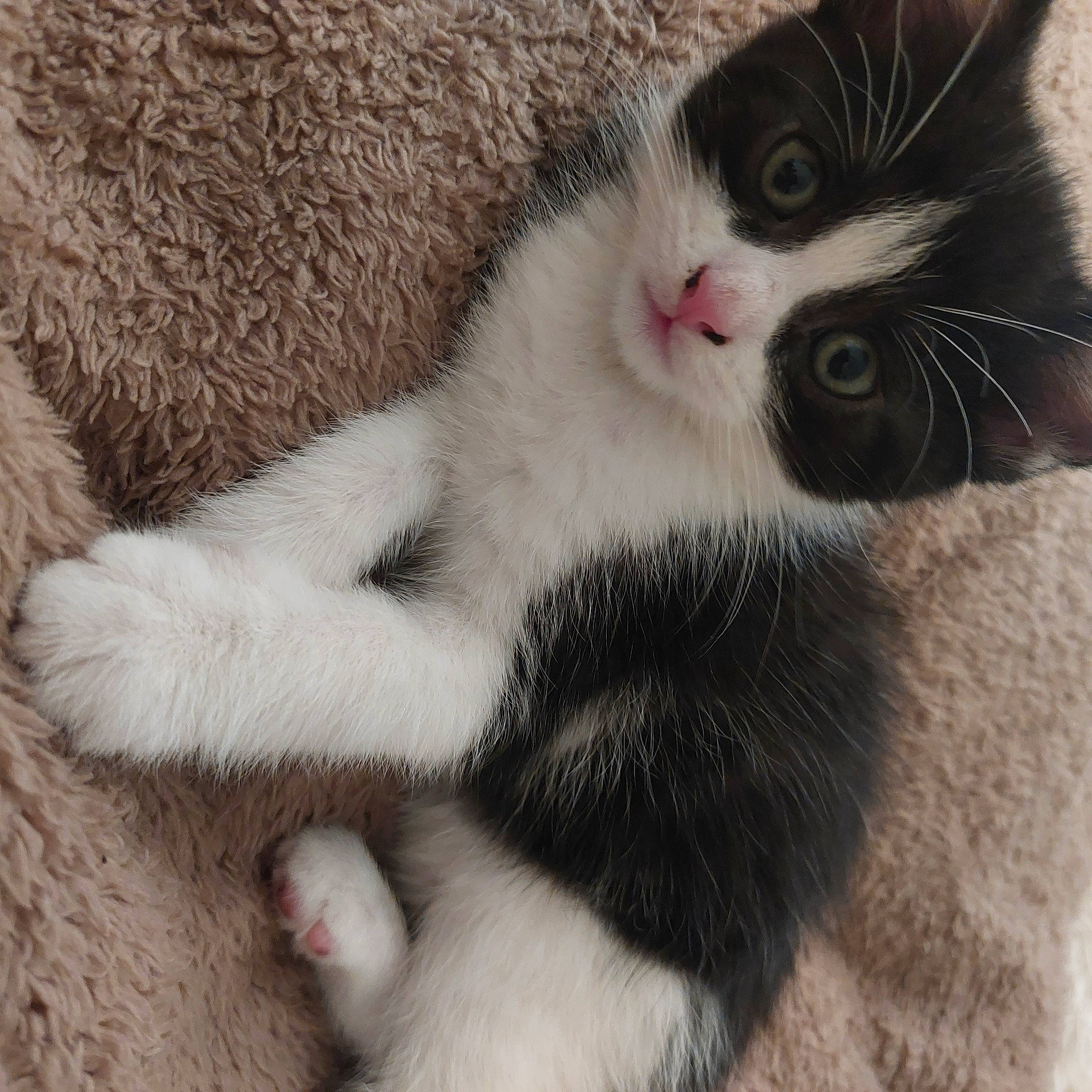 Olly joined the competition — help win amazing prizes! carnivore, cat, claw, comfort, domestic_short_haired_cat, eye, eyelash, felidae, foot, fur, paw, small_to_medium_sized_cats, snout, tail, terrestrial_animal, whiskers, white