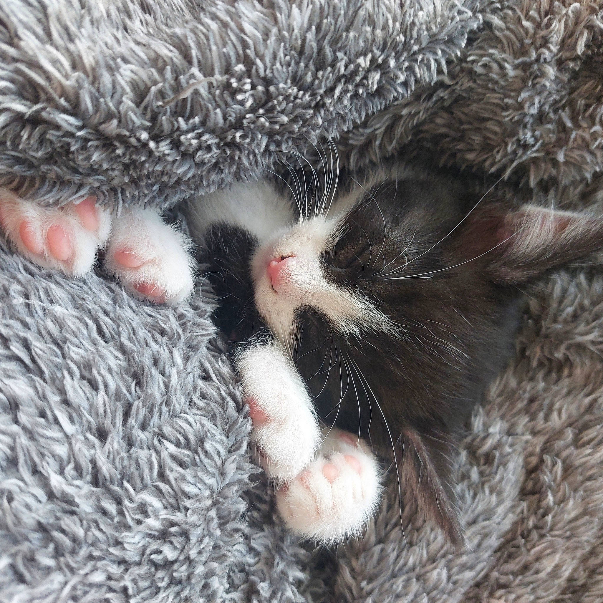 Olly is registered to the contest to win money with this photo: carnivore, cat, cat_bed, cat_toy, claw, close_up, comfort, fawn, felidae, fur, grey, mammal, natural_material, paw, small_to_medium_sized_cats, snout, tail, terrestrial_animal, vertebrate, whiskers