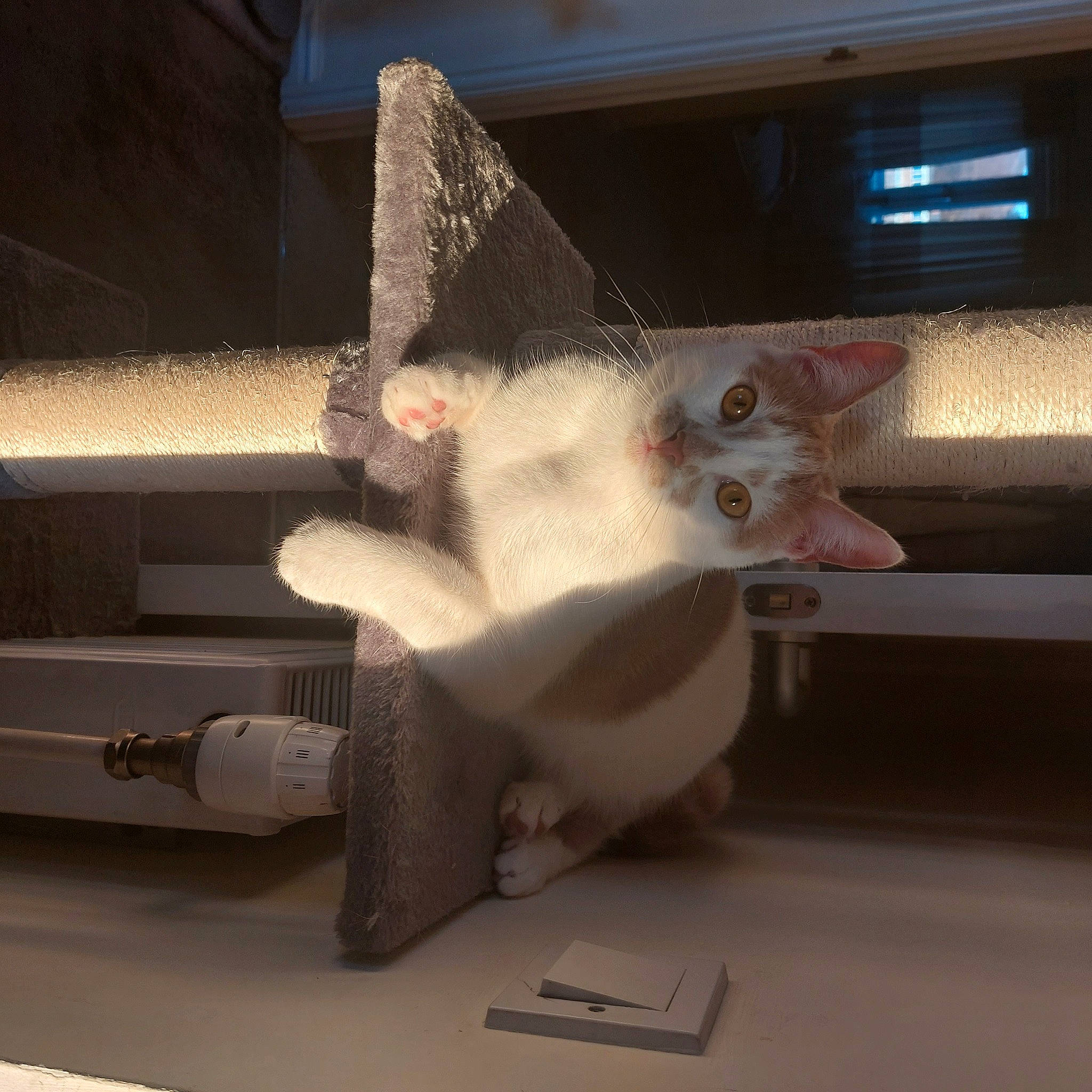 Rudi joined the competition — help win amazing prizes! automotive_exterior, carnivore, cat, ceiling, chair, domestic_short_haired_cat, felidae, fur, metal, paw, room, small_to_medium_sized_cats, snout, tail, whiskers, wood