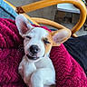 Ryuk a rejoint le concours — aidez-le/la à gagner de superbes lots ! puppy, dog, sleepy, cute, pet, blanket, red_blanket, cozy, close_up, ears, whiskers, snout, indoor, hand, furry, animal, resting, adorable, small_dog, relaxed