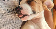 Ryuk participe au concours pour gagner de l'argent avec cette photo : puppy, dog, sleeping, tongue_out, close_up, pet, cute, cozy, resting, young_dog, fur, animal, snout, ear, human_arm, sweater, texture, relaxation, indoor, adorable