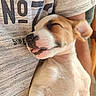 puppy, dog, sleeping, tongue_out, close_up, pet, cute, cozy, resting, young_dog, fur, animal, snout, ear, human_arm, sweater, texture, relaxation, indoor, adorable