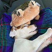 Ryuk a rejoint le concours — aidez-le/la à gagner de superbes lots ! puppy, dog, sleeping, plush_toy, hedgehog_plush, blanket, purple, green, car_seat, cozy, cute, resting, pet, animal, fur, soft, indoor, relaxed, comfort, toy