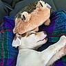 puppy, dog, sleeping, plush_toy, hedgehog_plush, blanket, purple, green, car_seat, cozy, cute, resting, pet, animal, fur, soft, indoor, relaxed, comfort, toy