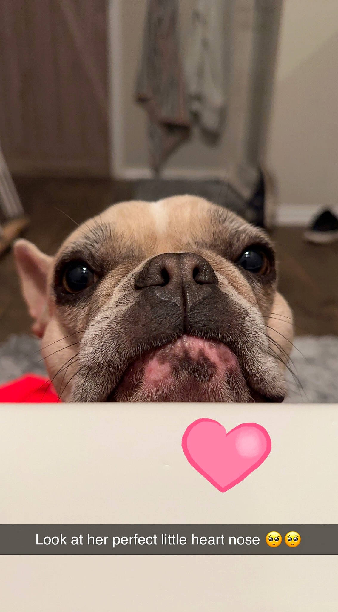 Lucy joined the competition — help win amazing prizes! canidae, carnivore, comfort, companion_dog, dog, dog_breed, ear, fawn, fur, happy, jaw, photo_caption, selfie, snout, sporting_group, terrestrial_animal, toy_dog, whiskers, working_animal, wrinkle
