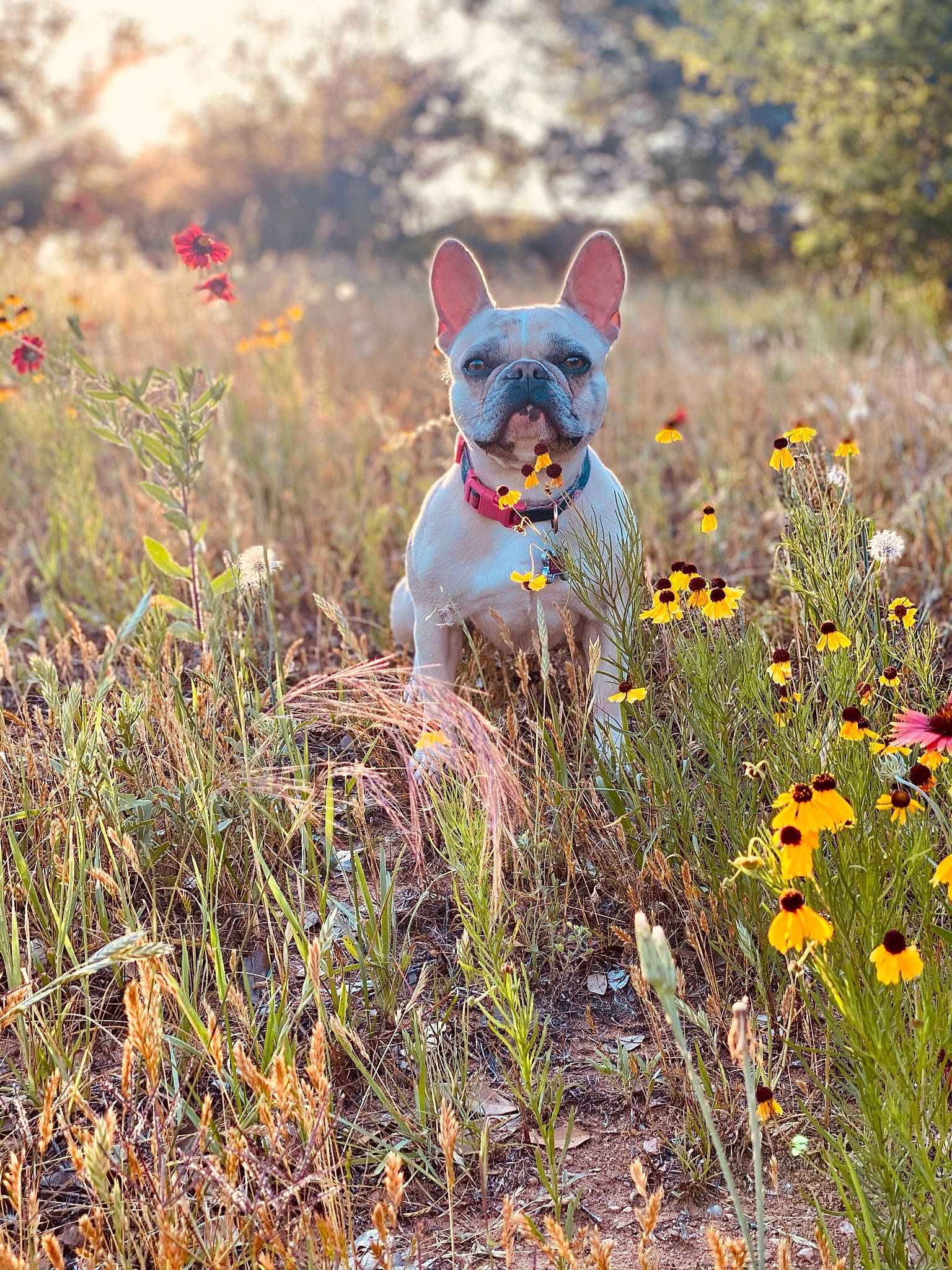 Lucy is registered to the contest to win money with this photo: carnivore, dog_breed, fawn, felidae, flower, grass, grassland, groundcover, landscape, plant, prairie, small_to_medium_sized_cats, soil, spring, tail, terrestrial_animal, tree, whiskers, wilderness, wildlife