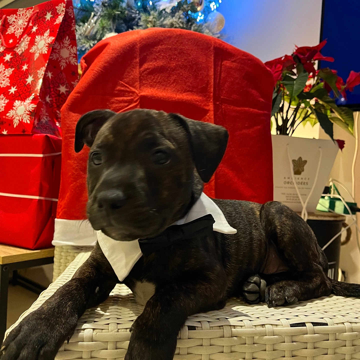 Vortex a rejoint le concours — aidez-le/la à gagner de superbes lots ! animal, architecture, building, bulldog, canine, chair, couch, dog, flower, flowerarrangement, furniture, hound, indoors, labradorretriever, livingroom, pet, plant, pottedplant, puppy, room