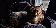 Jelly Bean is registered to the contest to win money with this photo: cat, tabby, indoor, window, natural_light, jacket, cozy, resting, fur, pet, animal, domestic_cat, relaxed, shadow, soft_light, home, quiet, feline, sleepy, warm