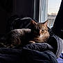 cat, tabby, indoor, window, natural_light, jacket, cozy, resting, fur, pet, animal, domestic_cat, relaxed, shadow, soft_light, home, quiet, feline, sleepy, warm